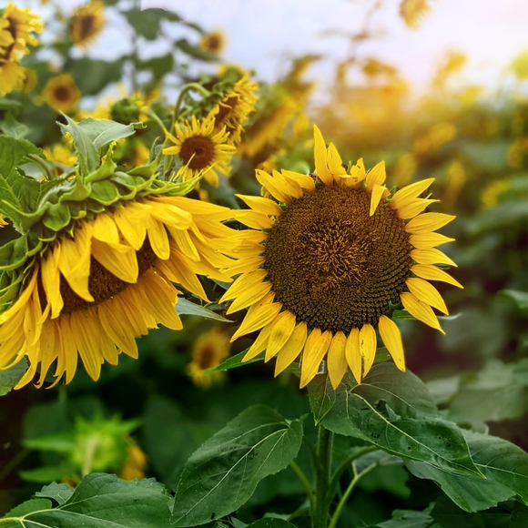 Meet your Posher, Danielle - Picture 1 of 1